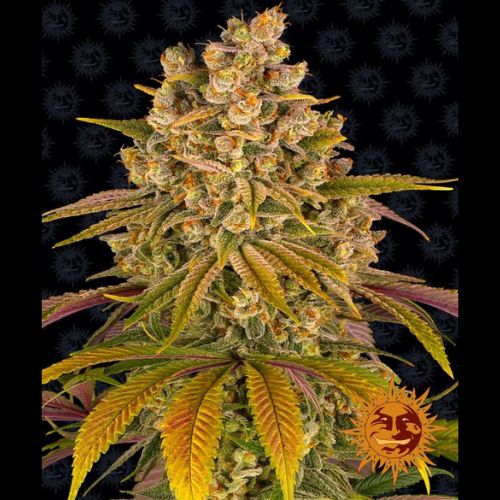 Lemon Tree | Barneys Farm | Skyline Smoke Company | South Africa