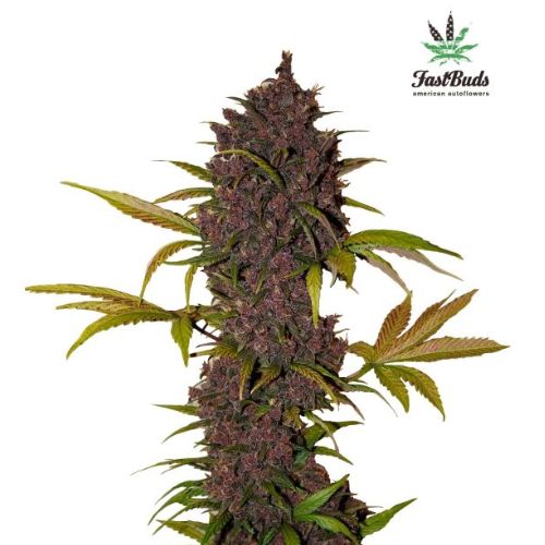 LSD-25 Auto | 420 Fast Buds | Skyline Smoke Company | South Africa