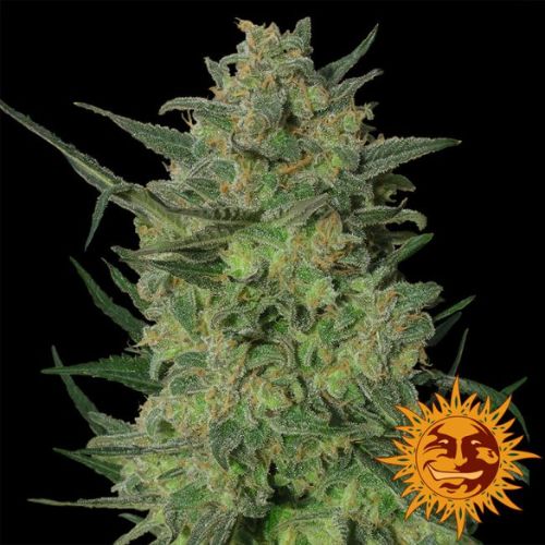 LSD | Barneys Farm | Skyline Smoke Company | South Africa