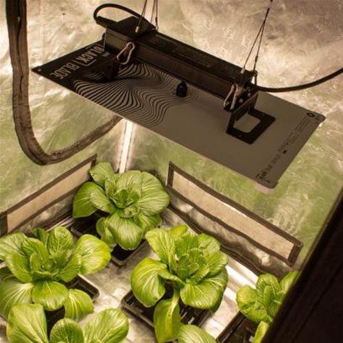 LUMii BLACK Blade 200W LED Grow Light | LUMII | Skyline Smoke Company | South Africa
