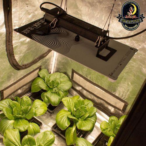 LUMii BLACK Blade 200W LED Grow Light | LUMII | Skyline Vape & Smoke Lounge | South Africa