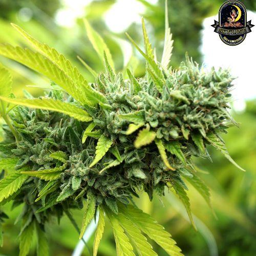 Mango OG Auto | Humboldt Seed Organization | Skyline Smoke Company | South Africa