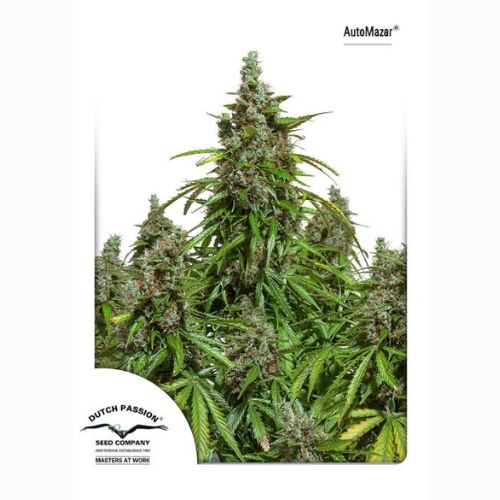 Mazar Auto | Dutch Passion Seeds | Skyline Smoke Company | South Africa