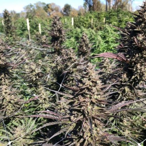 Mendo Candy | Atlas Seed | Skyline Smoke Company | South Africa