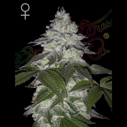 Milky Dreams | Green House Seed Co. | Skyline Smoke Company | South Africa