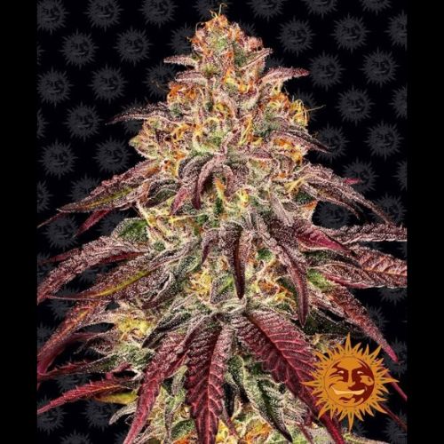 Mimosa X Orange Punch Auto | Barneys Farm | Skyline Smoke Company | South Africa