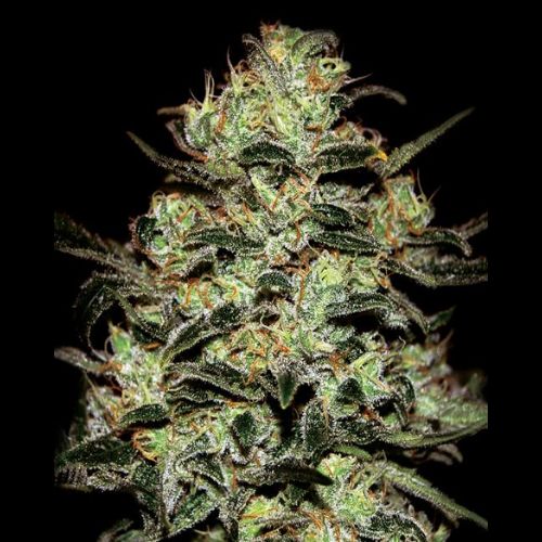 Moby Dick | Green House Seed Co. | Skyline Smoke Company | South Africa