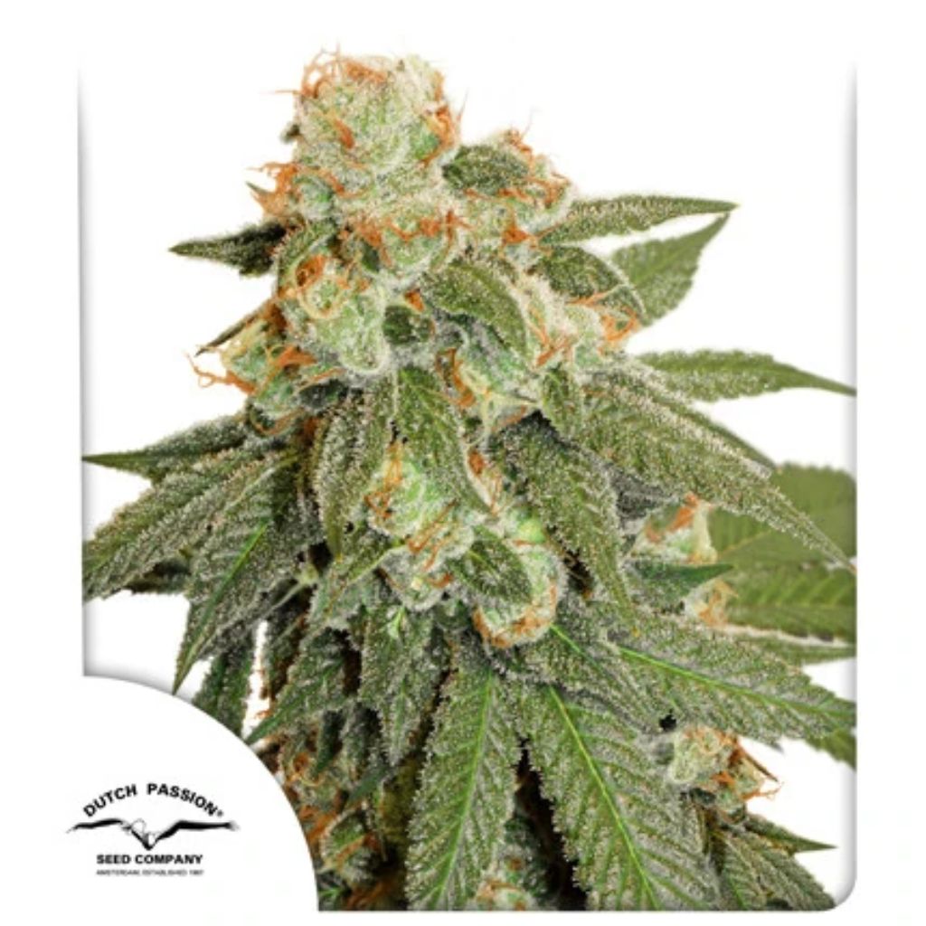 Orange Bud Auto | Dutch Passion Seeds | Skyline Smoke Company | South Africa
