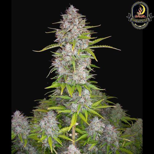 Orange Sherbet Auto | 420 Fast Buds | Skyline Vape & Smoke Lounge | South Africa