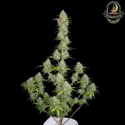 Orange Sherbet Auto | 420 Fast Buds | Skyline Vape & Smoke Lounge | South Africa