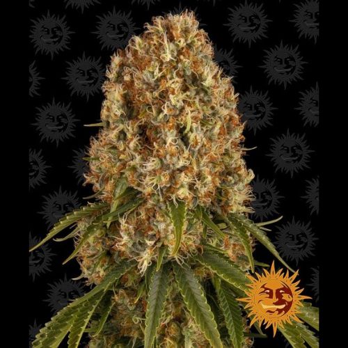strawberry sherbet seeds Barneys Farm Orange Sherbet Seeds | Skyline Seed Bank