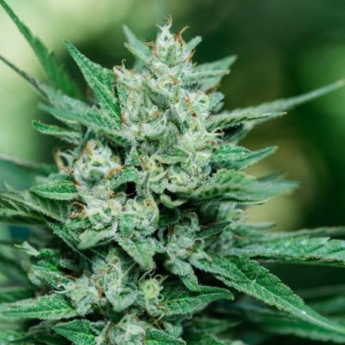 Papa Smurf | Atlas Seed | Skyline Smoke Company | South Africa