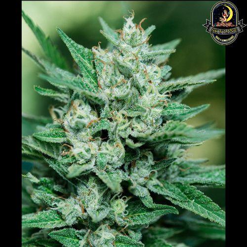 Papa Smurf | Atlas Seed | Skyline Vape & Smoke Lounge | South Africa