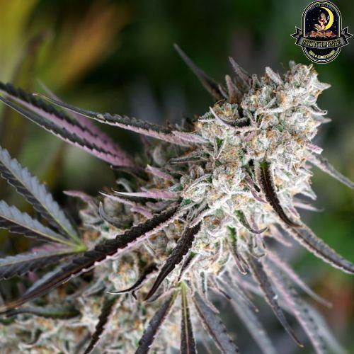 Peanut Butter Breath FAST | Humboldt Seed Organization | Skyline Smoke Company | South Africa