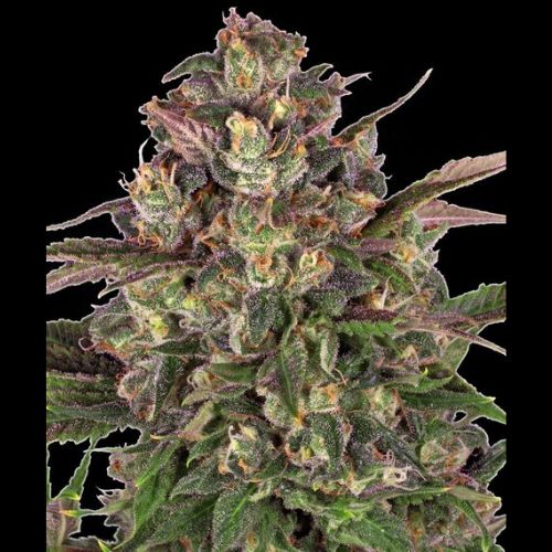 Peyote Critical | Barneys Farm | Skyline Smoke Company | South Africa