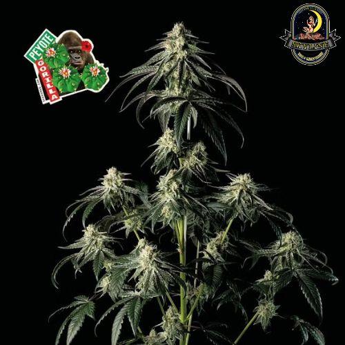 Peyote Gorilla | Seedsman Seeds | Skyline Smoke Company | South Africa