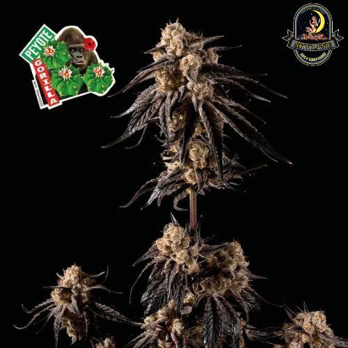 Peyote Gorilla | Seedsman Seeds | Skyline Smoke Company | South Africa
