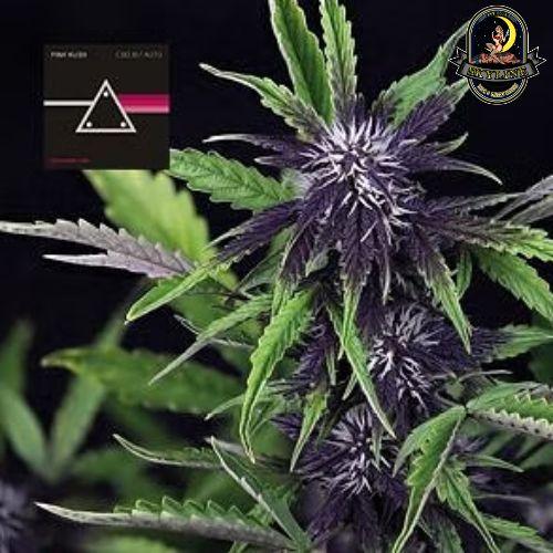 Pink Kush CBD 30:1 Auto | Seedsman Seeds | Skyline Smoke Company | South Africa