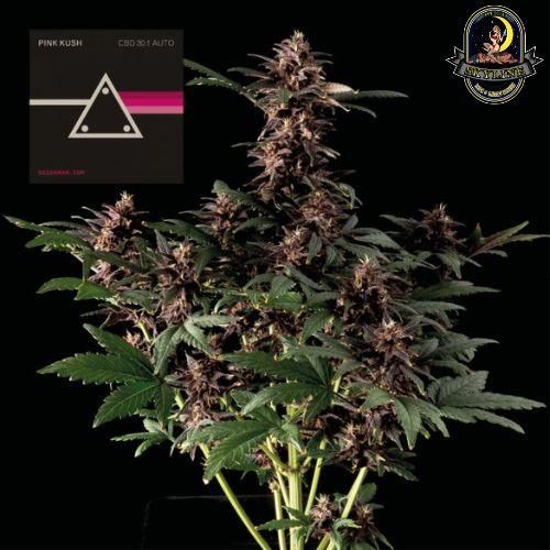 Pink Kush CBD 30:1 Auto | Seedsman Seeds | Skyline Smoke Company | South Africa