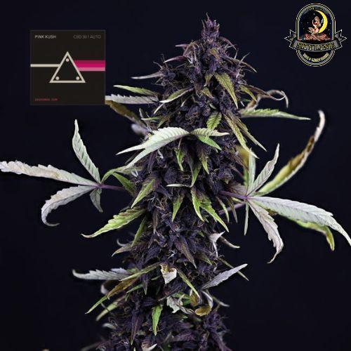 Pink Kush CBD 30:1 Auto | Seedsman Seeds | Skyline Smoke Company | South Africa