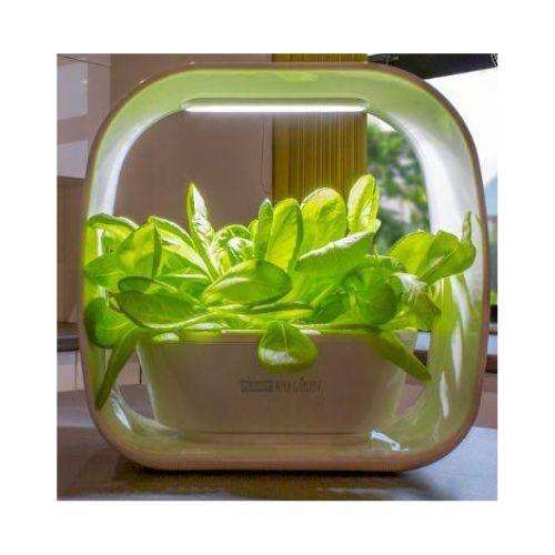 PLANT!T Herb Garden | PLANT!T | Skyline Smoke Company | South Africa