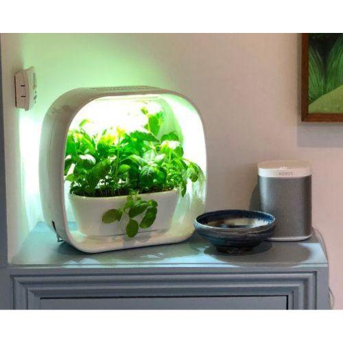 PLANT!T Herb Garden | PLANT!T | Skyline Smoke Company | South Africa