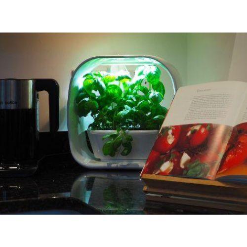 PLANT!T Herb Garden | PLANT!T | Skyline Smoke Company | South Africa