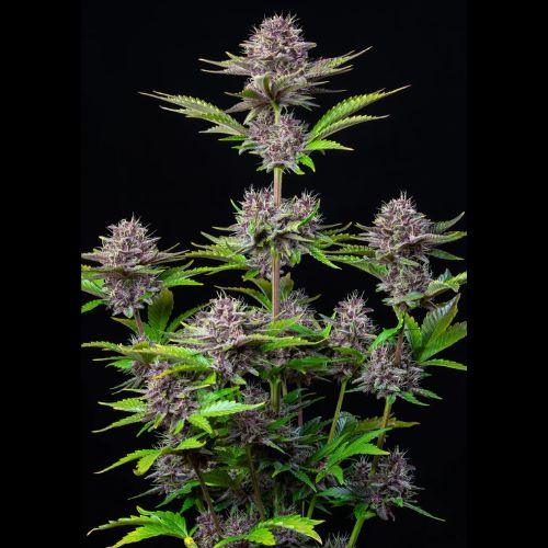 Purple Punch Auto | 420 Fast Buds | Skyline Smoke Company | South Africa