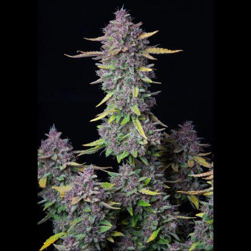 Purple Punch Auto | 420 Fast Buds | Skyline Smoke Company | South Africa