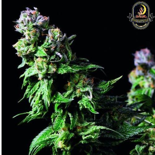 Purple Urkle | Pyramid Seeds | Skyline Smoke Company | South Africa