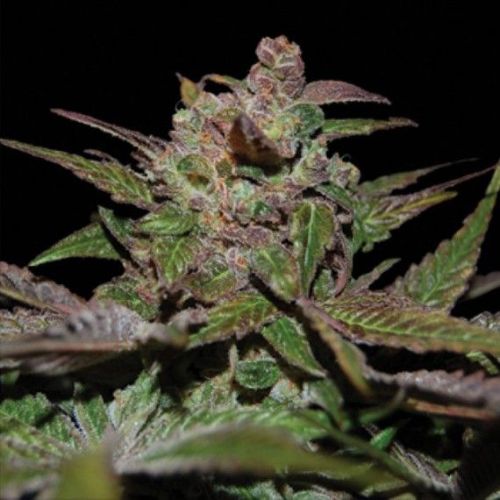 Purple Wreck | DNA Genetics | Skyline Smoke Company | South Africa