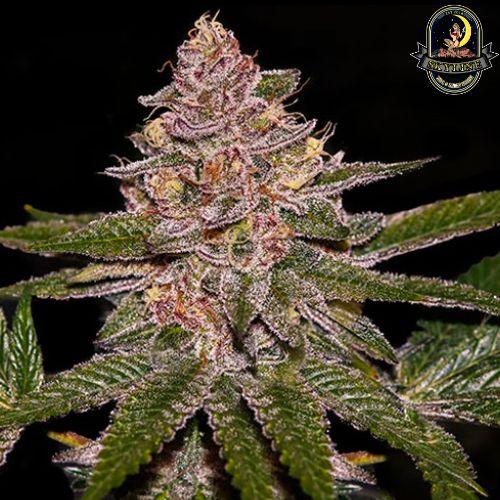 Radical Juice Auto | Ripper Seeds | Skyline Smoke Company | South Africa