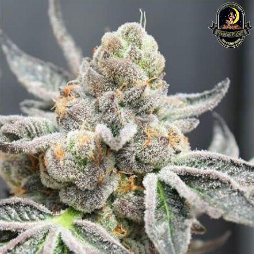 Radical Juice Auto | Ripper Seeds | Skyline Smoke Company | South Africa