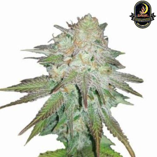 Raspberry Cough Auto | Nirvana Seeds | Skyline Smoke Company | South Africa