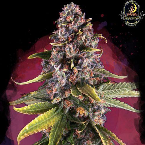 Raspberry Cough | Nirvana Seeds | Skyline Smoke Company | South Africa