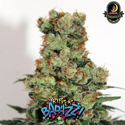 Ripper Badazz Regular | Ripper Seeds | Skyline Smoke Company | South Africa