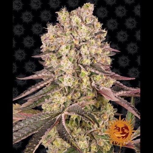 Runtz Muffin | Barneys Farm | Skyline Smoke Company | South Africa