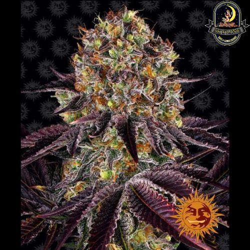 Runtz x Layer Cake | Barneys Farm | Skyline Vape & Smoke Lounge | South Africa
