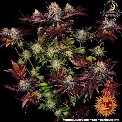 Runtz x Layer Cake | Barneys Farm | Skyline Vape & Smoke Lounge | South Africa
