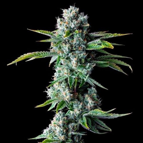 Skywalker Kush | DNA Genetics | Skyline Smoke Company | South Africa
