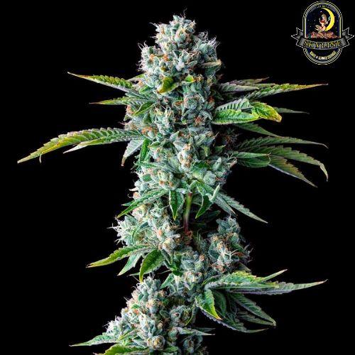 Skywalker Kush | DNA Genetics | Skyline Vape & Smoke Lounge | South Africa