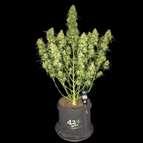 Sour Jealousy Auto | 420 Fast Buds | Skyline Smoke Company | South Africa