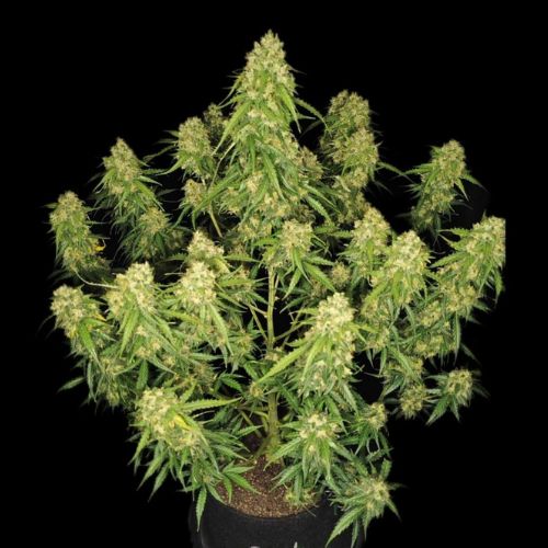 Sour Jealousy Auto | 420 Fast Buds | Skyline Smoke Company | South Africa