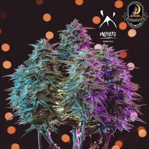 Sour Stomper Auto | Mephisto Genetics | Skyline Smoke Company | South Africa