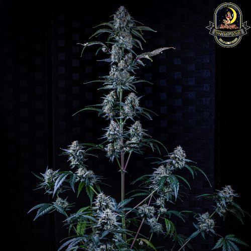 Sour Stomper Auto | Mephisto Genetics | Skyline Smoke Company | South Africa