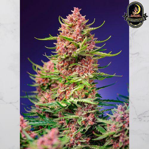 Strawberry Cola Sherbet F1 Fast | Sweet Seeds | Skyline Smoke Company | South Africa