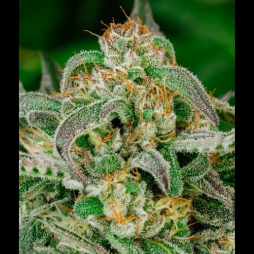 Sugar Cookies Fast | Atlas Seed | Skyline Smoke Company | South Africa