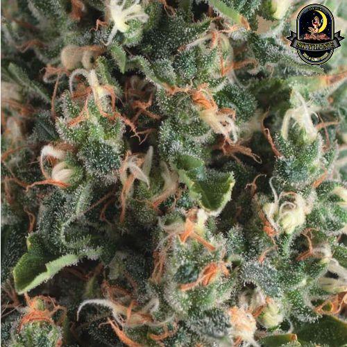 Super OG Kush Auto | Pyramid Seeds | Skyline Smoke Company | South Africa