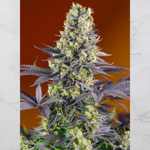 Sweet Zenzation | Sweet Seeds | Skyline Smoke Company | South Africa