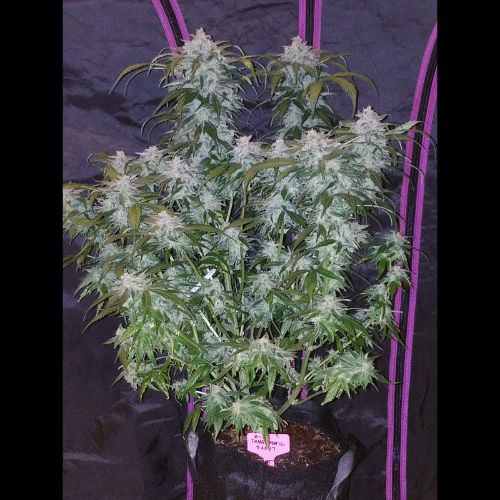 Tangie Auto | 420 Fast Buds | Skyline Smoke Company | South Africa